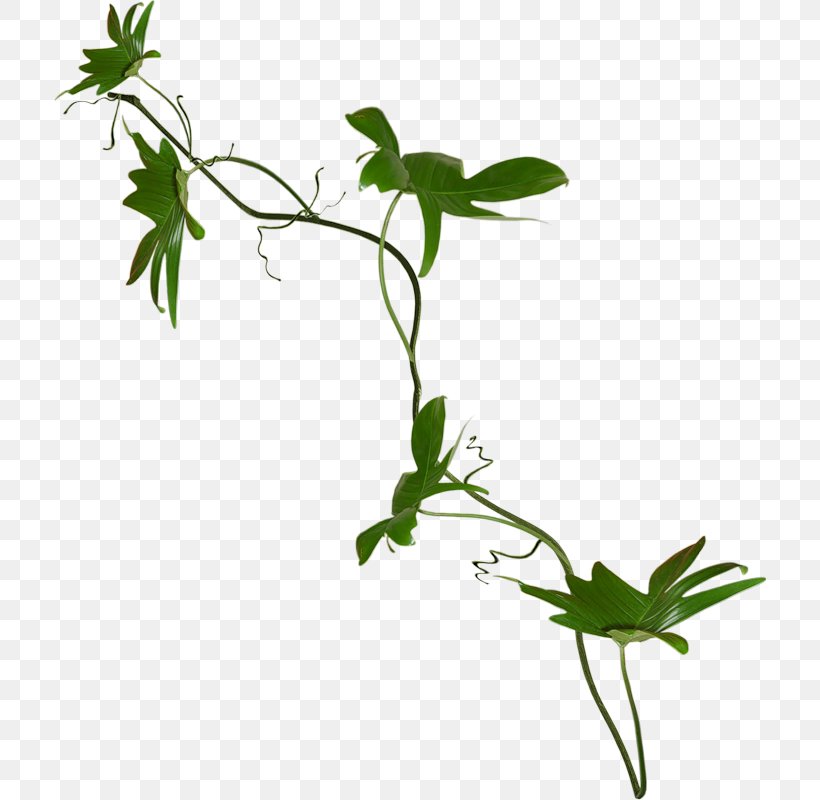 Branch Vine Plant Stem Tree, PNG, 748x800px, Branch, Drawing, Flora, Flower, Flowering Plant Download Free