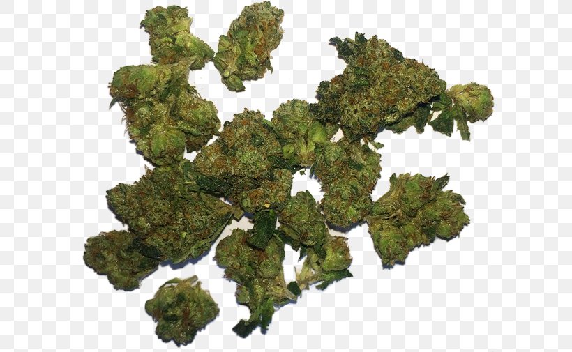 Cannabis Sativa Marijuana Medical Cannabis Medicine, PNG, 600x505px, Cannabis Sativa, Cancer, Cannabis, Cannabis Consumption, Company Download Free