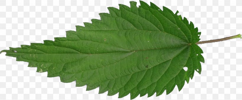 Common Nettle Plant Trace Metal, PNG, 3852x1604px, Common Nettle, Dietetica, Forest, Herb, Herbaceous Plant Download Free