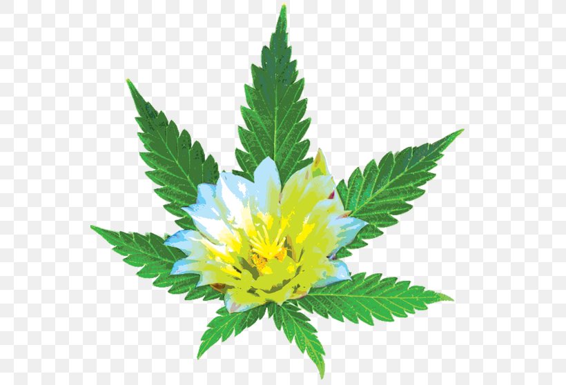 Desert Bloom Re-Leaf Center Medical Cannabis Cannabis Sativa Dispensary, PNG, 558x558px, Cannabis, Cannabis Sativa, Cannabis Shop, Dispensary, Hemp Download Free