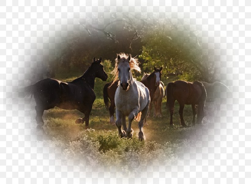 Mustang Stallion Mare Akhal-Teke Feral Horse, PNG, 800x600px, Mustang, Akhalteke, Breed, Bridle, Feral Horse Download Free