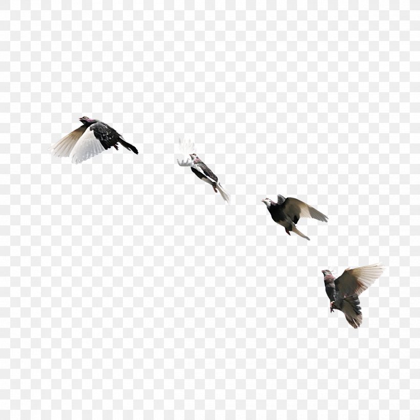 Rock Dove Bird Columbidae Flight, PNG, 2500x2500px, Rock Dove, Beak, Bird, Columbidae, Ducks Geese And Swans Download Free