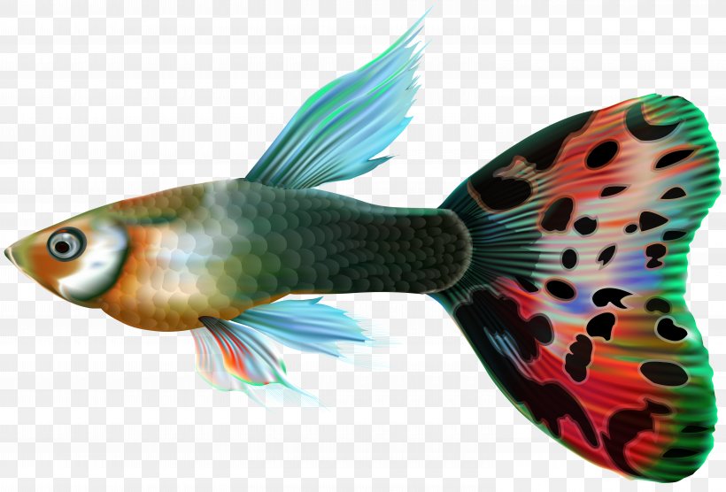 Guppy Fishing Clip Art, PNG, 6000x4069px, Guppy, Aquarium, Bony Fish