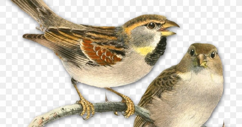 Sea Bird, PNG, 1007x529px, House Sparrow, Atlantic Canary, Beak, Bird, Bird Houses Download Free
