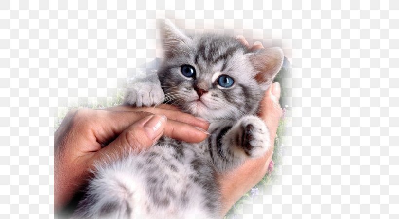 Sphynx Cat British Shorthair Donskoy Kitten Cat Food, PNG, 600x450px, Sphynx Cat, Advertising, American Shorthair, Animal, Breed Download Free