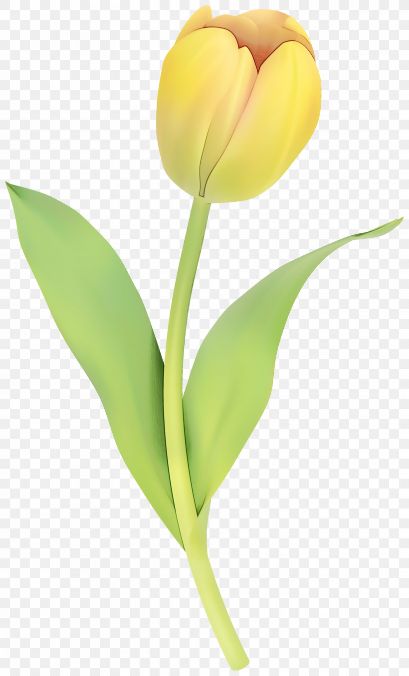 Tulip Still Life Photography Cut Flowers Plant Stem, PNG, 1813x3000px, Watercolor, Anthurium, Artificial Flower, Arum Family, Cut Flowers Download Free