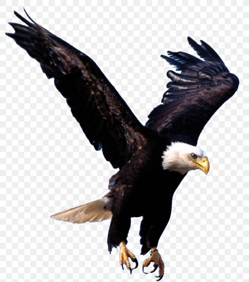Bald Eagle Desktop Wallpaper Clip Art, PNG, 840x952px, Bald Eagle, Accipitriformes, Beak, Bird, Bird Of Prey Download Free