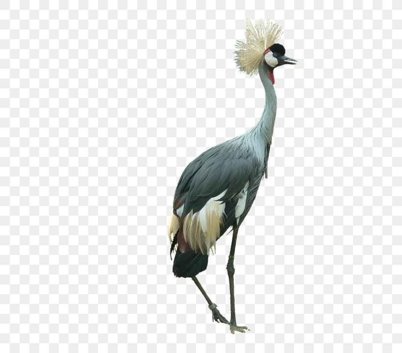 Bird Black Crowned Crane Image, PNG, 702x720px, Bird, Beak, Black Crowned Crane, Ciconiiformes, Common Crane Download Free
