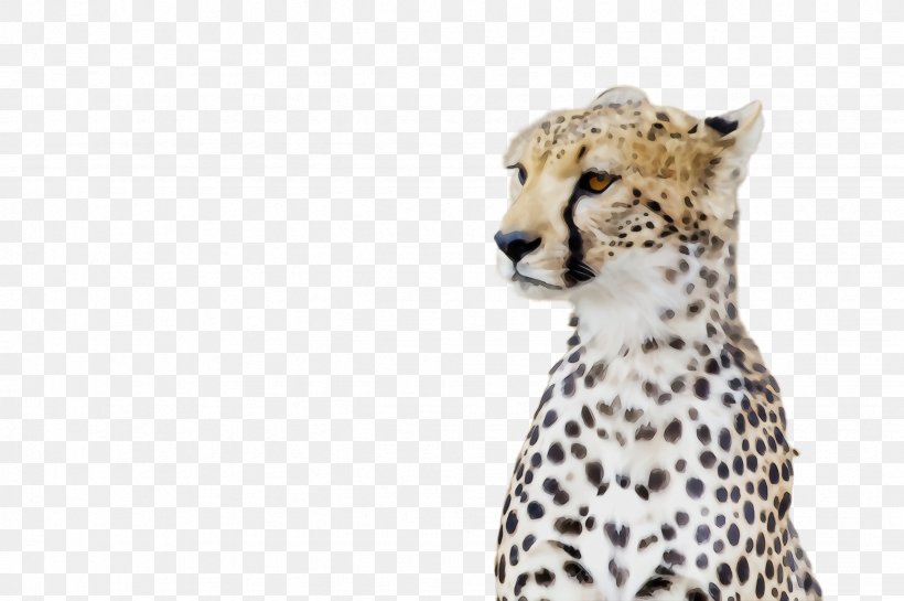Cheetah Terrestrial Animal Wildlife Animal Figure Small To Medium-sized Cats, PNG, 2452x1632px, Watercolor, Animal Figure, Cheetah, Paint, Small To Mediumsized Cats Download Free