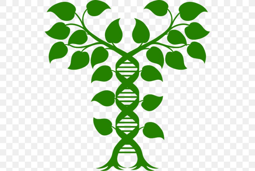Royalty-free Nucleic Acid Double Helix DNA Vector Graphics Illustration, PNG, 531x550px, Royaltyfree, Dna, Gene, Genetics, Green Download Free