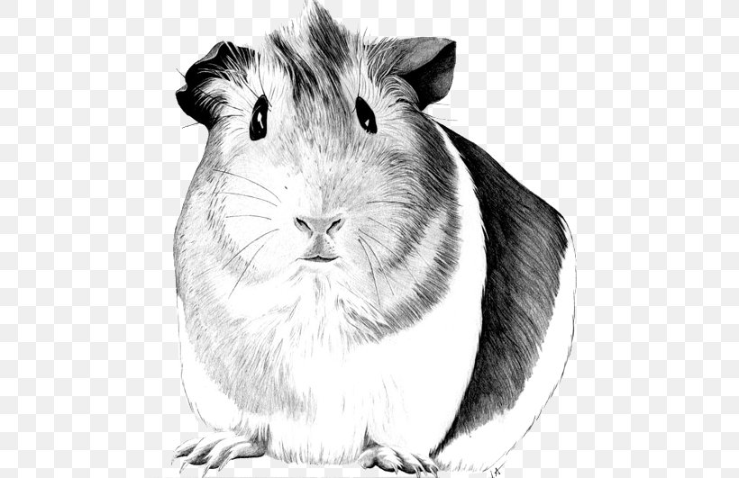 Sheltie Pig Drawing Pet, PNG, 500x531px, Sheltie, Animal, Art, Black And White, Coloring Book Download Free