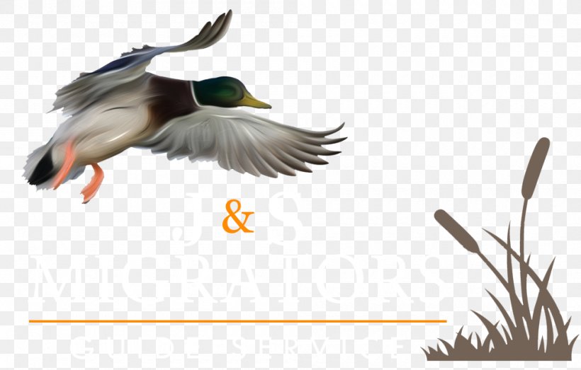 Duck Goose Mallard Waterfowl Hunting, PNG, 1000x639px, Duck, Beak, Bird, Canada Goose, Duck Call Download Free