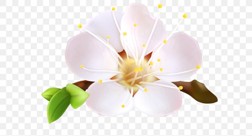 Flower Blossom Clip Art, PNG, 600x442px, Flower, Blossom, Branch, Cherry Blossom, Common Daisy Download Free