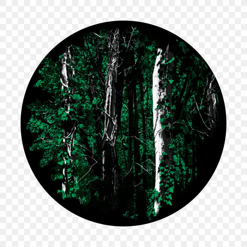 Forest Glass Gobo Tree, PNG, 1200x1200px, Forest, Glass, Gobo, Tree Download Free