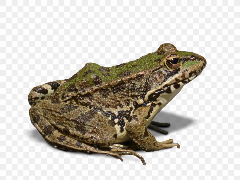 Frog Amphibian, PNG, 960x720px, Frog, American Bullfrog, Amphibian, Batrachia, Bullfrog Download Free