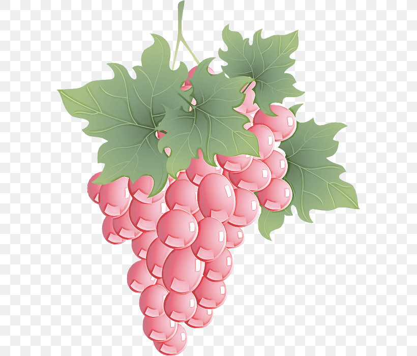Grape Grape Leaves Seedless Fruit Grapevine Family Leaf, PNG, 600x700px, Grape, Flower, Fruit, Grape Leaves, Grapevine Family Download Free