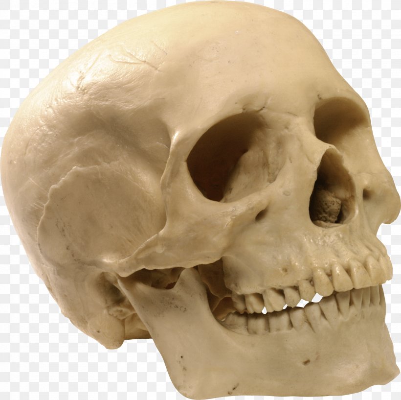 Skull Computer File, PNG, 2023x2018px, Skull, Bone, Facial Skeleton, Head, Homo Sapiens Download Free