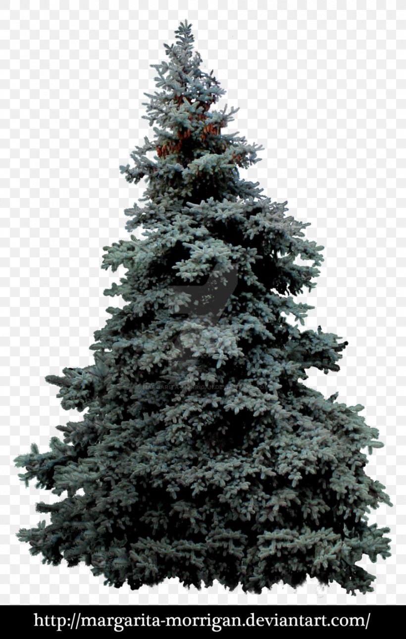 Blue Spruce White Spruce Pinus Montezumae Tree, PNG, 900x1417px, Blue Spruce, Aspen, Biome, Branch, Christmas Decoration Download Free