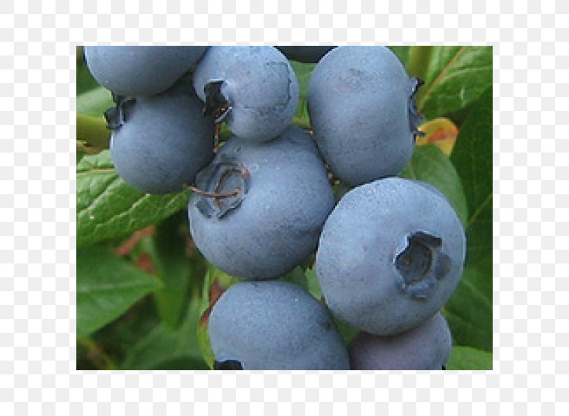 Blueberry Bilberry Huckleberry Fruit Juice, PNG, 600x600px, Blueberry, Berry, Bilberry, Blackberry, Cystitis Download Free