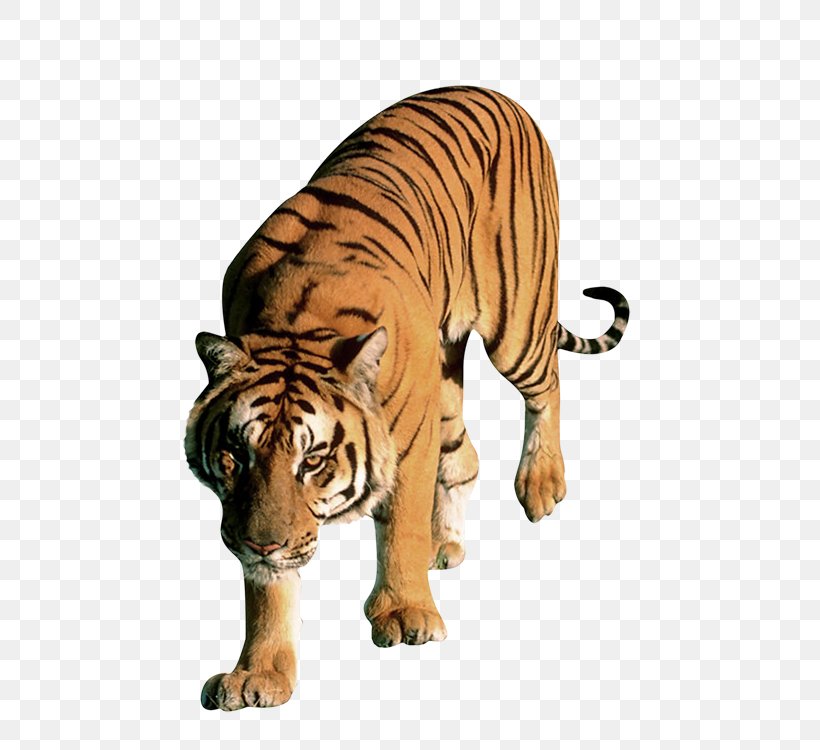 Lion Leopard Bengal Tiger Cat Dog, PNG, 528x750px, Lion, Animal, Bengal Tiger, Big Cat, Big Cats Download Free