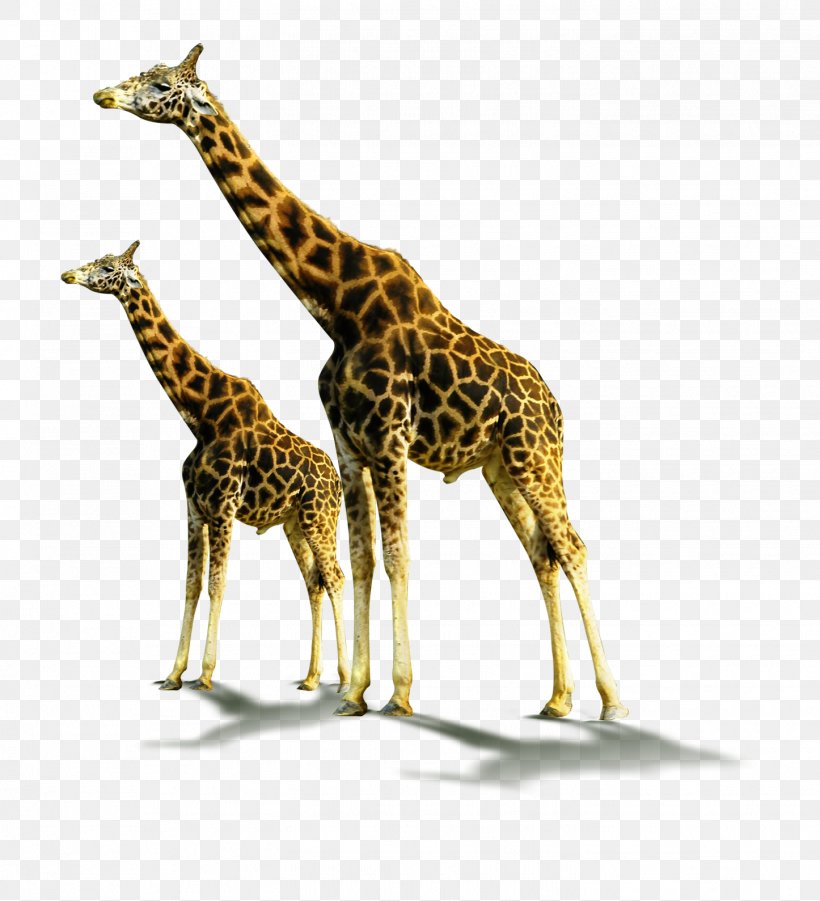 Northern Giraffe Soil Horizon Animal, PNG, 1446x1589px, Northern Giraffe, Animal, Fauna, Giraffe, Giraffidae Download Free