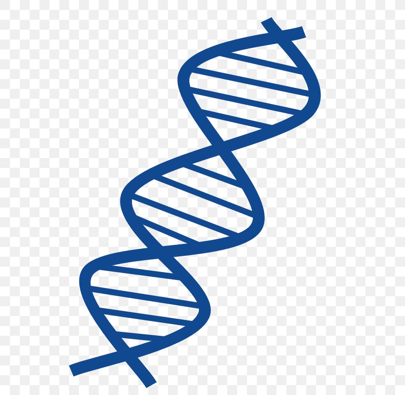 DNA Nucleic Acid Double Helix Free Content Clip Art, PNG, 800x800px, Dna, Area, Dna Replication, Footwear, Free Content Download Free