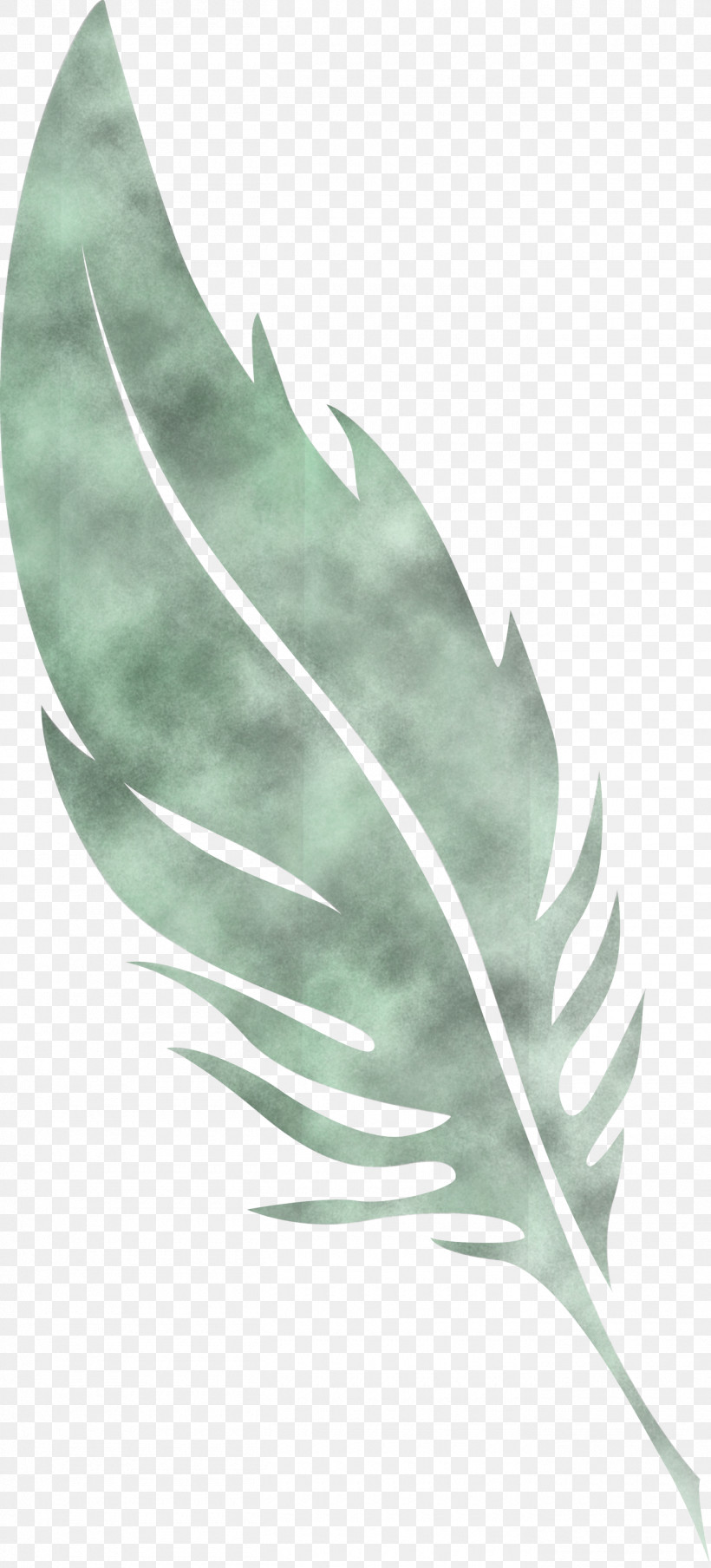 Feather, PNG, 1360x3000px, Feather, Biology, Leaf, Plant Structure, Plants Download Free