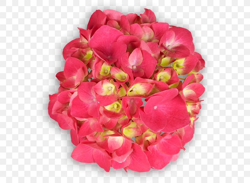 Floribunda Garden Roses Cut Flowers Petal, PNG, 600x600px, Floribunda, Annual Plant, Begonia, Cut Flowers, Flower Download Free