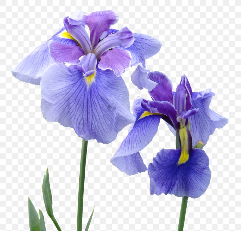 Irises Perfume Flower Patchouli, PNG, 800x783px, Irises, Bergamot Orange, Blue, Cedar, Flower Download Free