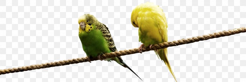 Lovebird Parrot Budgerigar Domestic Canary, PNG, 1500x500px, Bird, Beak, Bird Nest, Birdcage, Budgerigar Download Free