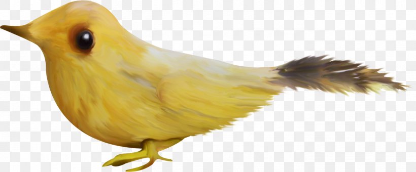 Bird Beak Download Clip Art, PNG, 1401x581px, Bird, Beak, Bird Feeding, Drawing, Fauna Download Free