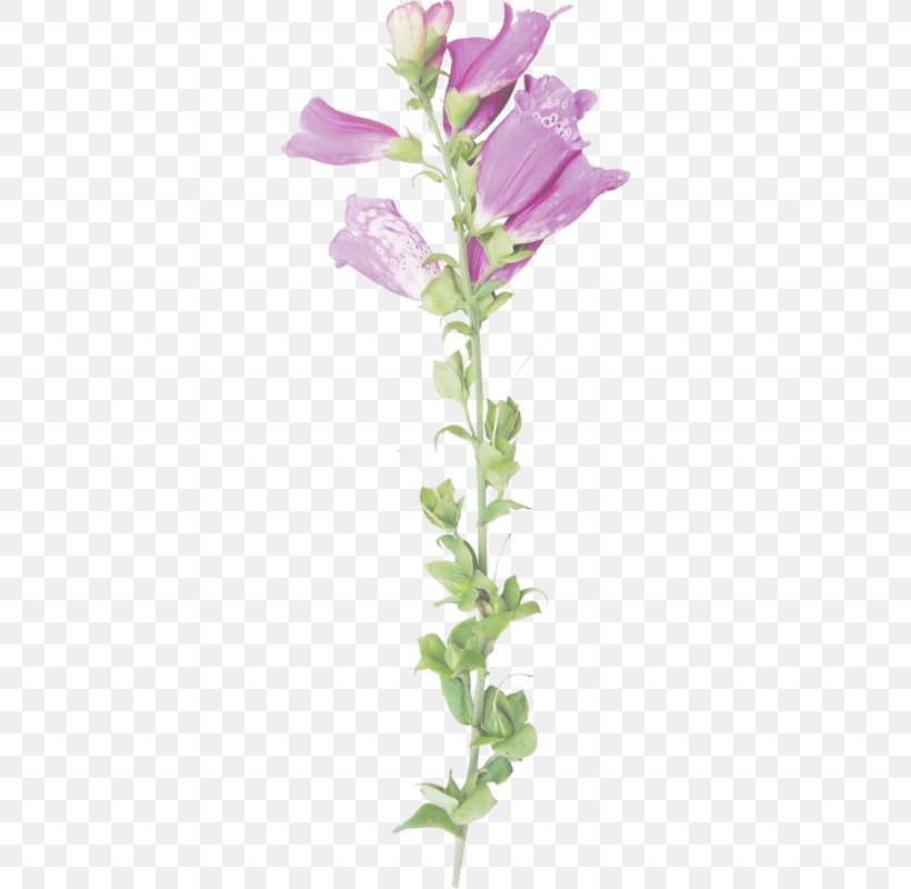 Cut Flowers Rose Family Plant Stem Petal, PNG, 316x800px, Cut Flowers, Family, Flower, Flowering Plant, Herbaceous Plant Download Free