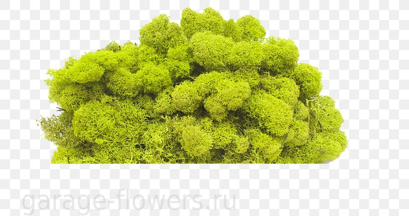 Yagel Стабилизированный мох Moss Green Plant, PNG, 735x434px, Yagel, Advent Wreath, Bark, Color, Conifer Cone Download Free