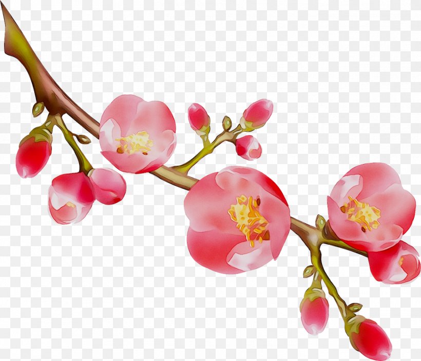 Cherries ST.AU.150 MIN.V.UNC.NR AD Cherry Blossom Pink M, PNG, 1347x1157px, Cherries, Artificial Flower, Blossom, Branch, Cherry Blossom Download Free