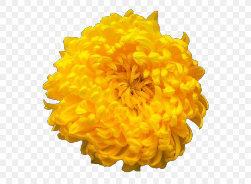 Flowers Background, PNG, 600x600px, Chrysanthemum, Chrysanthemum Tea, Cut Flowers, Daisy Family, English Marigold Download Free