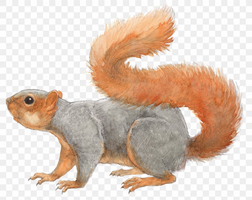 Fox Squirrel Los Angeles Rodent Tree Squirrel, PNG, 1800x1431px, Fox Squirrel, Animal, Art, Drawing, Fauna Download Free