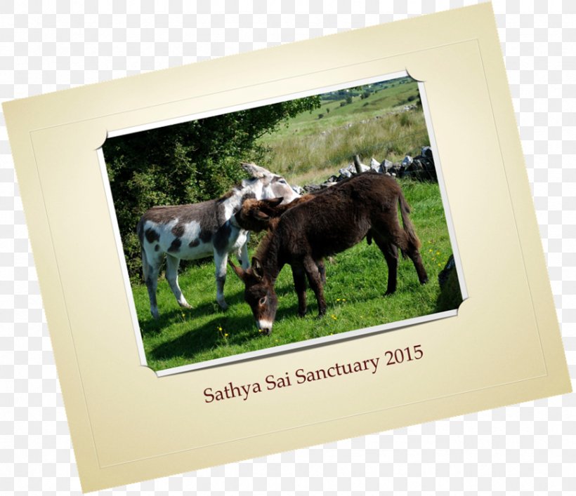 Horse Donkey Cattle Fauna Picture Frames, PNG, 869x750px, Horse, Cattle, Donkey, Fauna, Grass Download Free