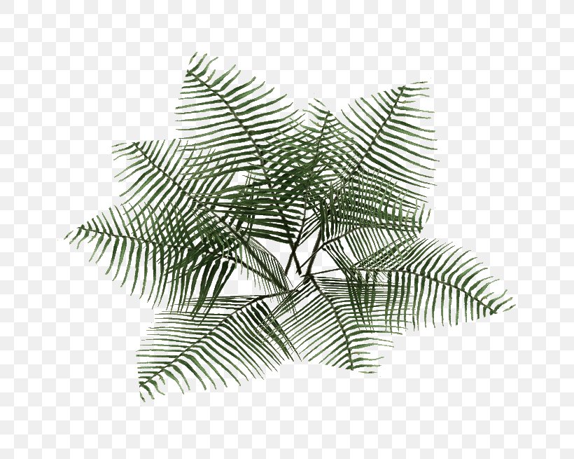 Zoo Tycoon 2 Plant Bracken Fern Wiki, PNG, 655x655px, Zoo Tycoon 2, Black And White, Bracken, Fern, Leaf Download Free