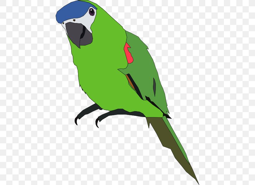 Amazon Parrot Bird Budgerigar Clip Art, PNG, 462x594px, Parrot, Amazon Parrot, Beak, Bird, Blueandyellow Macaw Download Free