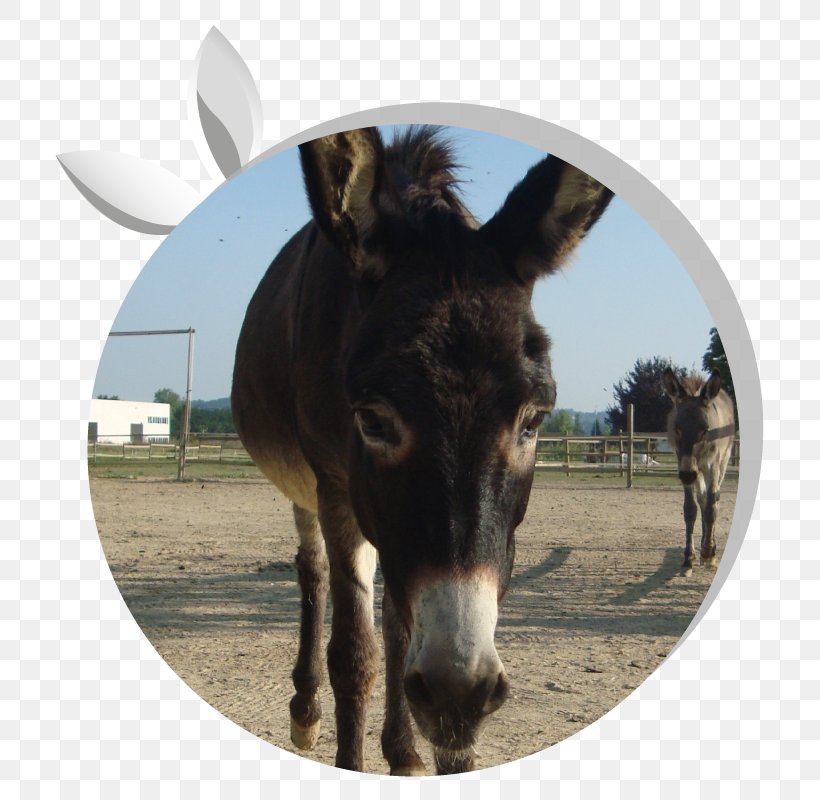 Mule Donkey Milk Asintrekking ASD Equestrian, PNG, 800x800px, Mule, Cream, Donkey, Donkey Milk, Equestrian Download Free