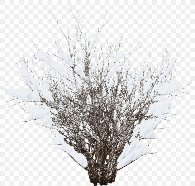 Winter Snow Shrub Clip Art, PNG, 925x883px, Winter, Author, Branch, Daytime, Frost Download Free