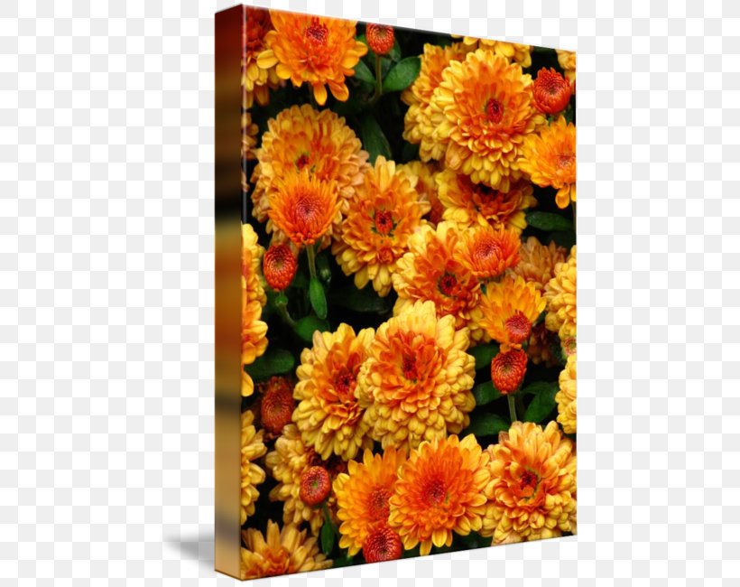 Chrysanthemum Cut Flowers Imagekind Transvaal Daisy Art, PNG, 470x650px, Chrysanthemum, Annual Plant, Art, Calendula, Canvas Download Free