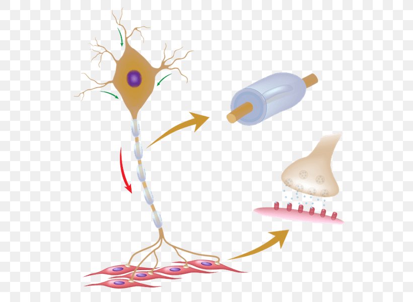 Motor Neuron Stock Photography Dendrite, PNG, 600x600px, Motor Neuron, Axon, Dendrite, Myelin, Neuron Download Free