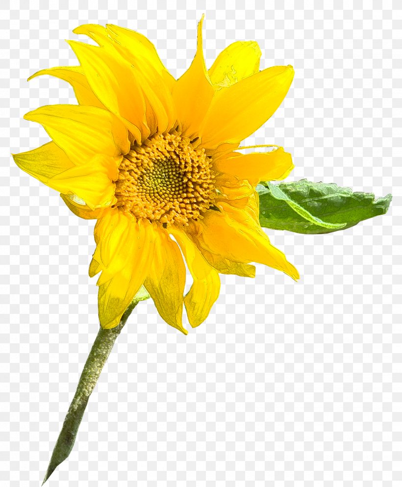 Sunflower Seed Annual Plant Sunflower M Sunflowers Petal, PNG, 1430x1733px, Sunflower Seed, Annual Plant, Daisy Family, Flower, Flowering Plant Download Free