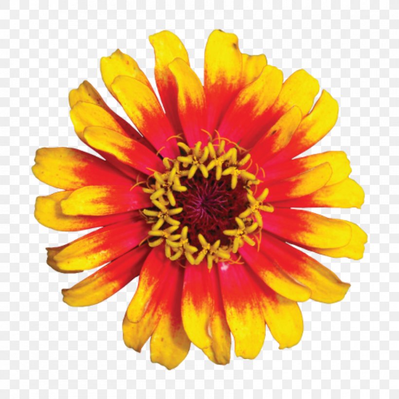 Yellow Stock Photography Flower Red, PNG, 850x850px, Yellow, Annual Plant, Aster, Blanket Flowers, Blue Download Free
