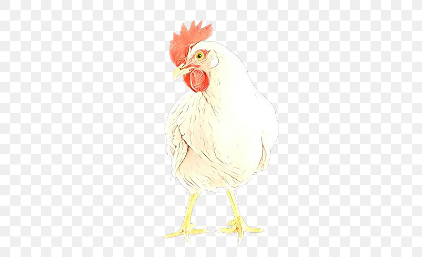 Chicken Bird Rooster White Comb, PNG, 500x500px, Chicken, Beak, Bird, Comb, Livestock Download Free