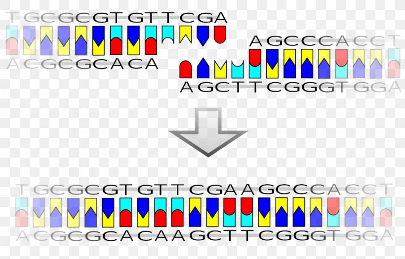 DNA Ligase Ligation Recombinant DNA Restriction Site, PNG, 1024x658px, Dna Ligase, Area, Biology, Brand, Diagram Download Free