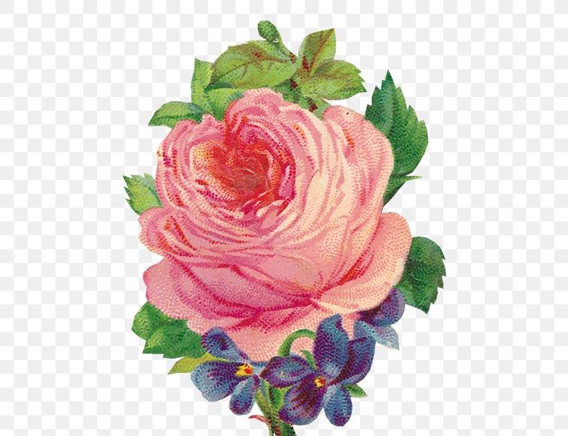 Garden Roses Bokmärke Flower Clip Art, PNG, 500x630px, Garden Roses, Blog, Blume, Cabbage Rose, Cut Flowers Download Free
