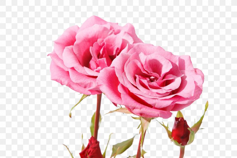 Garden Roses Centifolia Roses Beach Rose Pink Petal, PNG, 1024x683px, Garden Roses, Beach Rose, Carnation, Centifolia Roses, China Rose Download Free