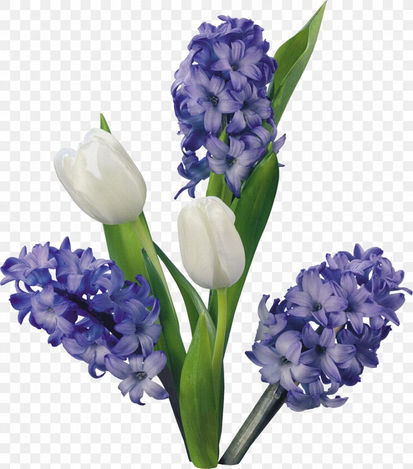 Hyacinth Flower Tulip Blog Clip Art, PNG, 901x1024px, Hyacinth, Blog, Chomikujpl, Cut Flowers, Floral Design Download Free